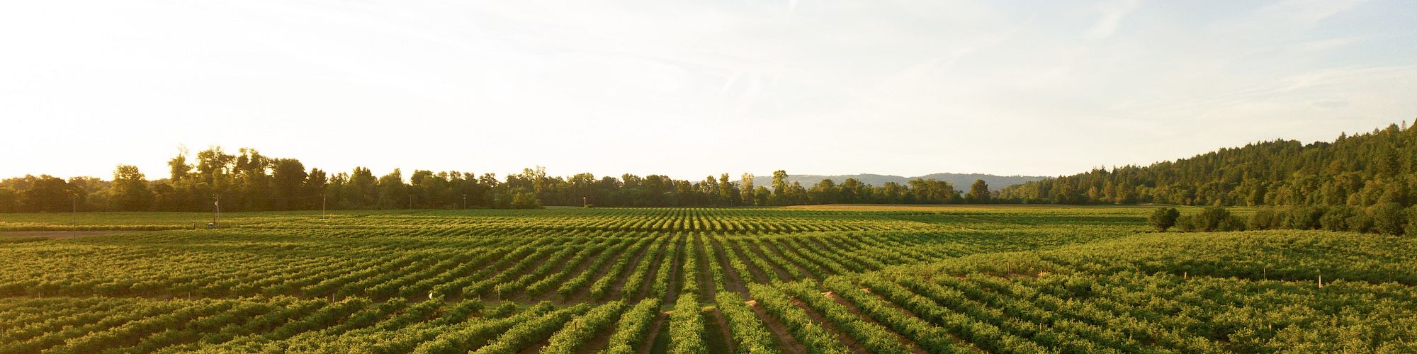 The image shows a vast agricultural field with neatly lined rows of crops under a clear blue sky, surrounded by trees and distant hills.